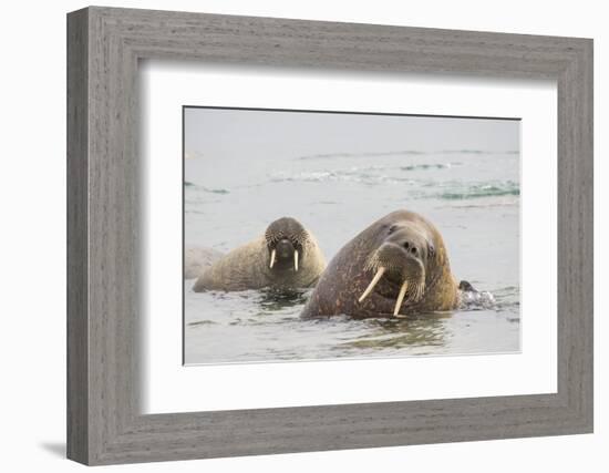 Norway, Svalbard, Walrus in Water-Ellen Goff-Framed Photographic Print