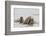 Norway, Svalbard, Walrus in Water-Ellen Goff-Framed Photographic Print