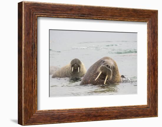 Norway, Svalbard, Walrus in Water-Ellen Goff-Framed Photographic Print