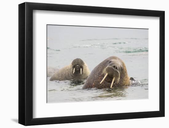 Norway, Svalbard, Walrus in Water-Ellen Goff-Framed Photographic Print