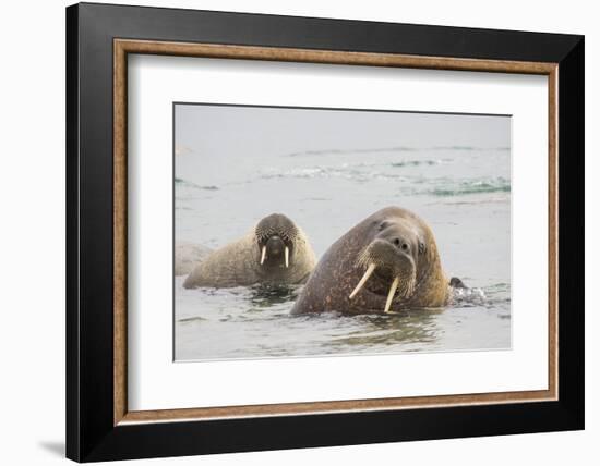 Norway, Svalbard, Walrus in Water-Ellen Goff-Framed Photographic Print