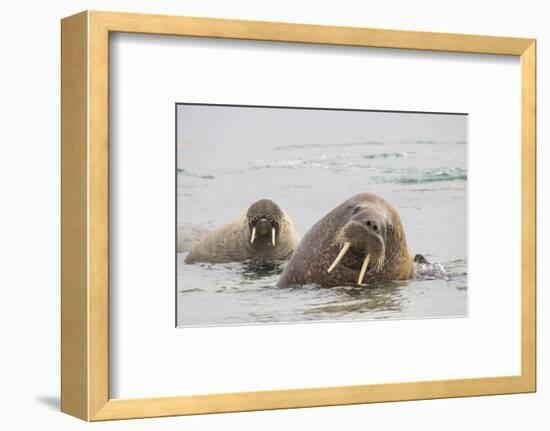 Norway, Svalbard, Walrus in Water-Ellen Goff-Framed Photographic Print