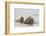 Norway, Svalbard, Walrus in Water-Ellen Goff-Framed Photographic Print