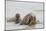 Norway, Svalbard, Walrus in Water-Ellen Goff-Mounted Photographic Print