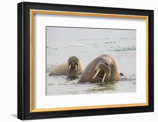 Norway, Svalbard, Walrus in Water-Ellen Goff-Framed Photographic Print