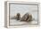 Norway, Svalbard, Walrus in Water-Ellen Goff-Framed Premier Image Canvas