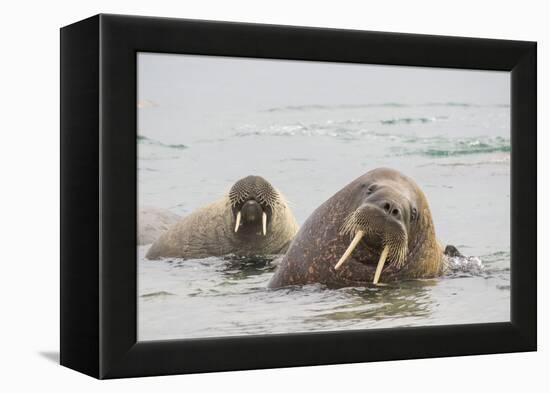 Norway, Svalbard, Walrus in Water-Ellen Goff-Framed Premier Image Canvas