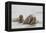 Norway, Svalbard, Walrus in Water-Ellen Goff-Framed Premier Image Canvas