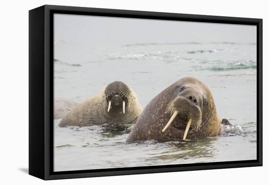 Norway, Svalbard, Walrus in Water-Ellen Goff-Framed Premier Image Canvas