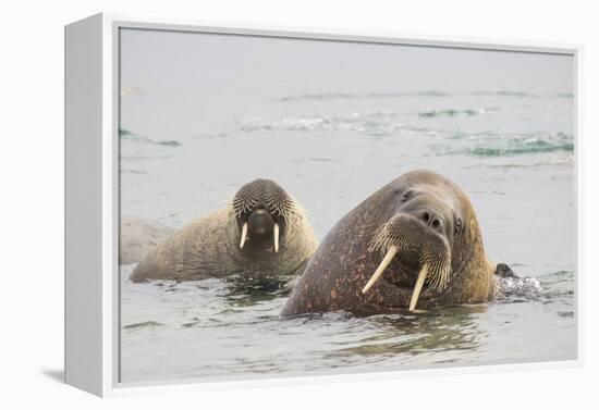 Norway, Svalbard, Walrus in Water-Ellen Goff-Framed Premier Image Canvas