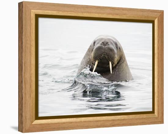 Norway, Svalbard, Walrus in Water-Ellen Goff-Framed Premier Image Canvas