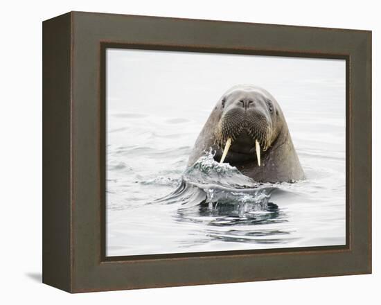 Norway, Svalbard, Walrus in Water-Ellen Goff-Framed Premier Image Canvas