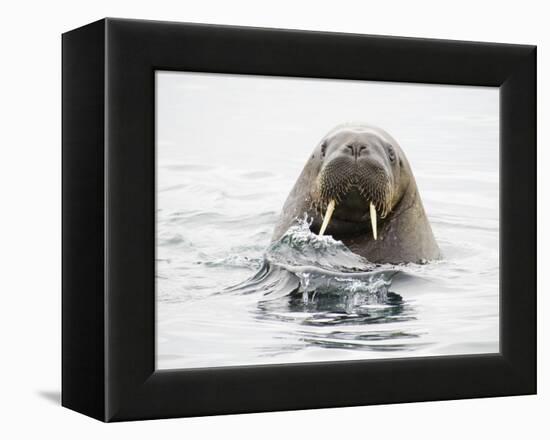 Norway, Svalbard, Walrus in Water-Ellen Goff-Framed Premier Image Canvas