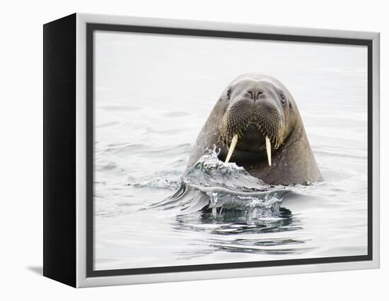Norway, Svalbard, Walrus in Water-Ellen Goff-Framed Premier Image Canvas