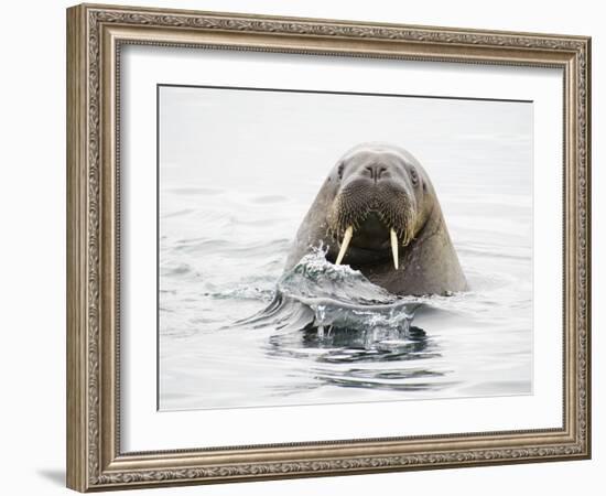 Norway, Svalbard, Walrus in Water-Ellen Goff-Framed Photographic Print