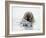 Norway, Svalbard, Walrus in Water-Ellen Goff-Framed Photographic Print