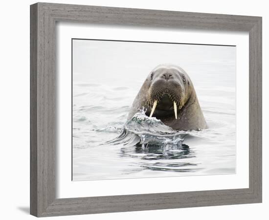 Norway, Svalbard, Walrus in Water-Ellen Goff-Framed Photographic Print