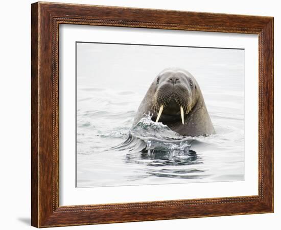 Norway, Svalbard, Walrus in Water-Ellen Goff-Framed Photographic Print