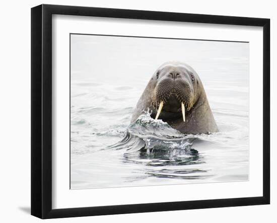 Norway, Svalbard, Walrus in Water-Ellen Goff-Framed Photographic Print