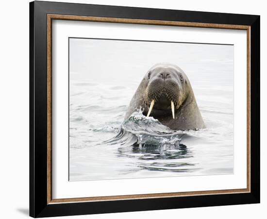 Norway, Svalbard, Walrus in Water-Ellen Goff-Framed Photographic Print