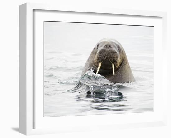 Norway, Svalbard, Walrus in Water-Ellen Goff-Framed Photographic Print