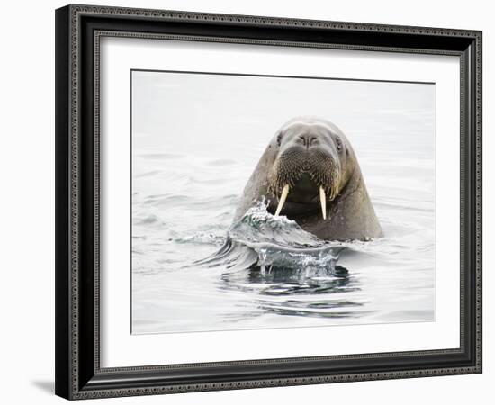 Norway, Svalbard, Walrus in Water-Ellen Goff-Framed Photographic Print