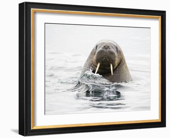 Norway, Svalbard, Walrus in Water-Ellen Goff-Framed Photographic Print