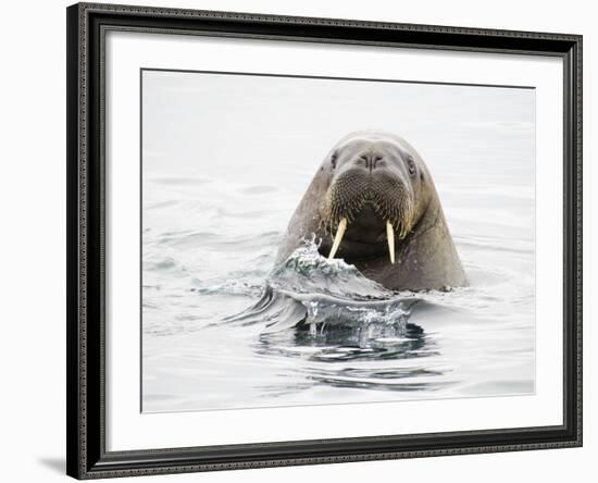 Norway, Svalbard, Walrus in Water-Ellen Goff-Framed Photographic Print