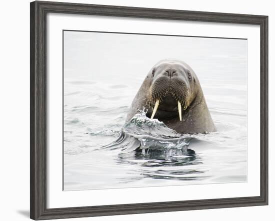 Norway, Svalbard, Walrus in Water-Ellen Goff-Framed Photographic Print