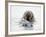 Norway, Svalbard, Walrus in Water-Ellen Goff-Framed Photographic Print