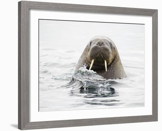 Norway, Svalbard, Walrus in Water-Ellen Goff-Framed Photographic Print