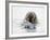 Norway, Svalbard, Walrus in Water-Ellen Goff-Framed Photographic Print