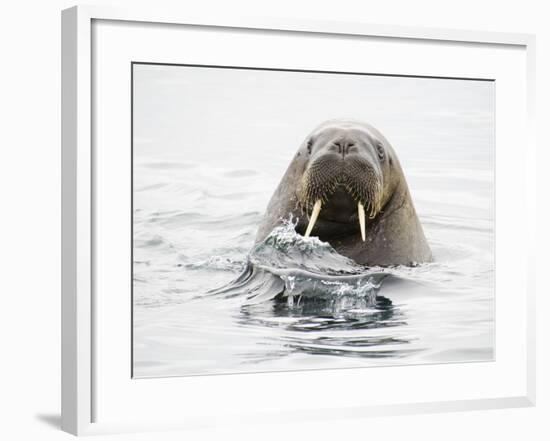 Norway, Svalbard, Walrus in Water-Ellen Goff-Framed Photographic Print