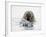 Norway, Svalbard, Walrus in Water-Ellen Goff-Framed Photographic Print