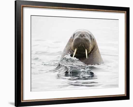 Norway, Svalbard, Walrus in Water-Ellen Goff-Framed Photographic Print