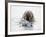 Norway, Svalbard, Walrus in Water-Ellen Goff-Framed Photographic Print