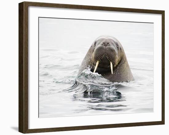 Norway, Svalbard, Walrus in Water-Ellen Goff-Framed Photographic Print