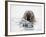 Norway, Svalbard, Walrus in Water-Ellen Goff-Framed Photographic Print