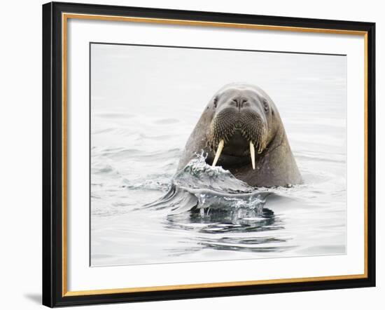 Norway, Svalbard, Walrus in Water-Ellen Goff-Framed Photographic Print