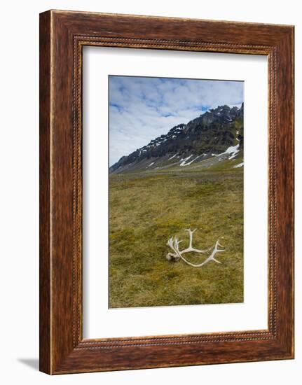 Norway. Varsolbukta. Camp Millar. Reindeer Antler on the Tundra-Inger Hogstrom-Framed Photographic Print