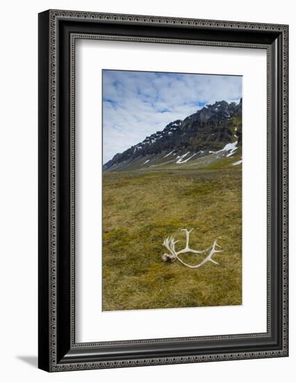 Norway. Varsolbukta. Camp Millar. Reindeer Antler on the Tundra-Inger Hogstrom-Framed Photographic Print