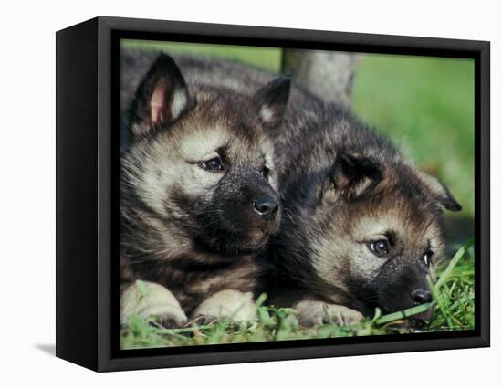 Norwegian Elkhound Puppies Lying in Grass-Adriano Bacchella-Framed Premier Image Canvas
