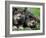 Norwegian Elkhound Puppies Lying in Grass-Adriano Bacchella-Framed Photographic Print