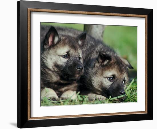 Norwegian Elkhound Puppies Lying in Grass-Adriano Bacchella-Framed Photographic Print