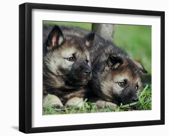 Norwegian Elkhound Puppies Lying in Grass-Adriano Bacchella-Framed Photographic Print