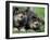 Norwegian Elkhound Puppies Lying in Grass-Adriano Bacchella-Framed Photographic Print