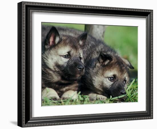 Norwegian Elkhound Puppies Lying in Grass-Adriano Bacchella-Framed Photographic Print