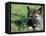 Norwegian Elkhound Puppy Lying in Grass-Adriano Bacchella-Framed Premier Image Canvas