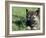 Norwegian Elkhound Puppy Lying in Grass-Adriano Bacchella-Framed Photographic Print