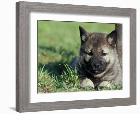 Norwegian Elkhound Puppy Lying in Grass-Adriano Bacchella-Framed Photographic Print